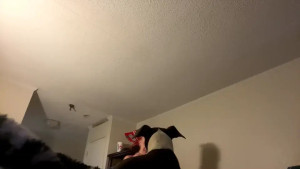 ladybug9097